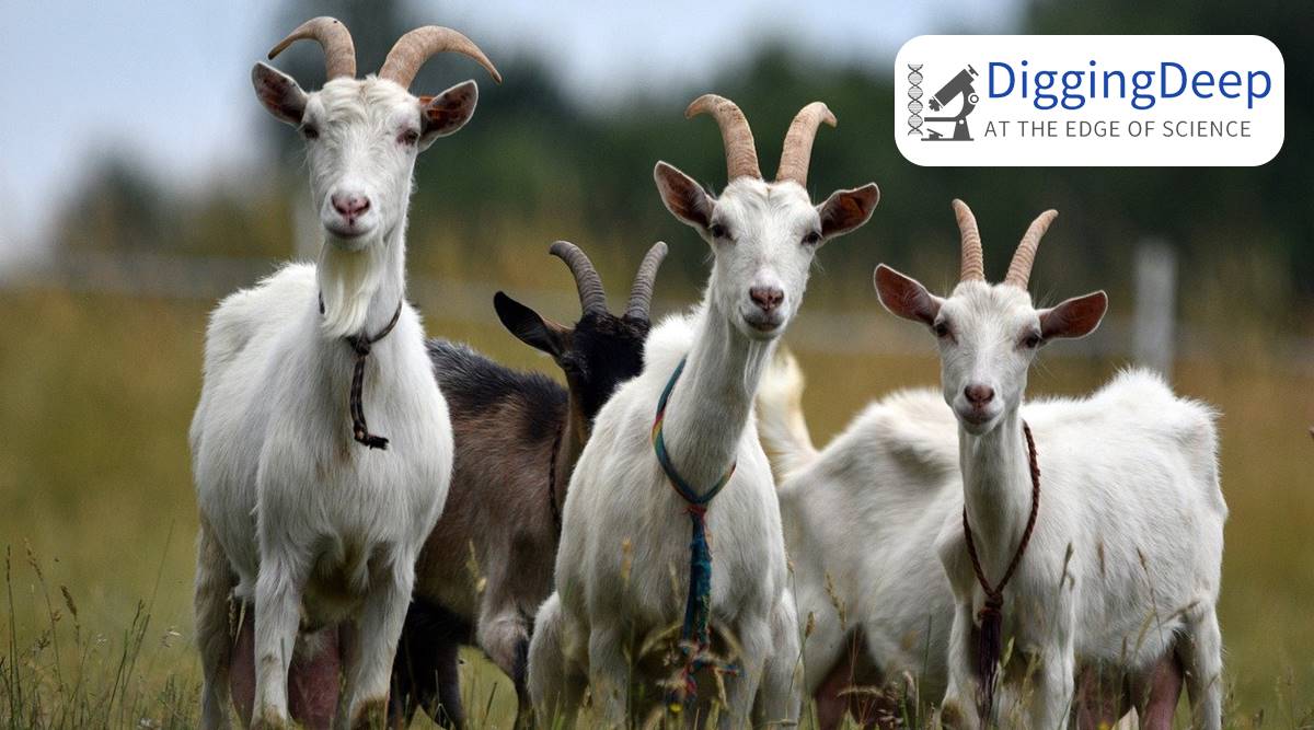 Meet the first domesticated goats from Western Iran | Technology News,The  Indian Express