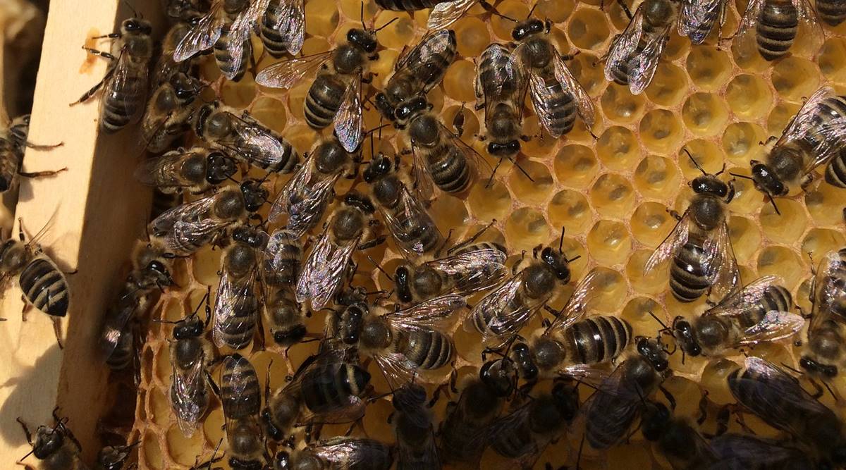 Photo of Les apiculteurs français s’attendent à la pire récolte depuis des décennies en raison du changement climatique