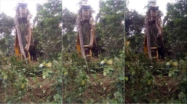 world biggest snake, snake lifted by crane, dominic rainforest world biggest snake, viral snake video, indian express