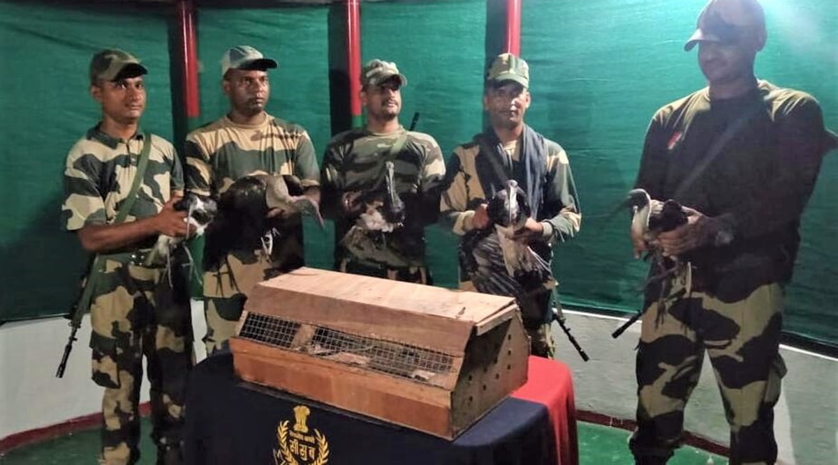 After crackdown on cattle-smuggling, Indo-Bangladesh border sees spike in wildlife trafficking | India News,The Indian Express After crackdown on cattle-smuggling, Indo-Bangladesh border sees spike in wildlife trafficking | India News,The Indian Express