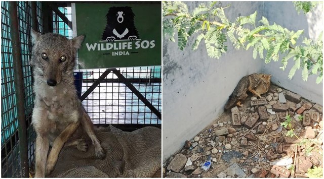 According to the NGO, the jackal was lured into a cage and released into a forest patch nearby. (Source: Wildlife SOS)
