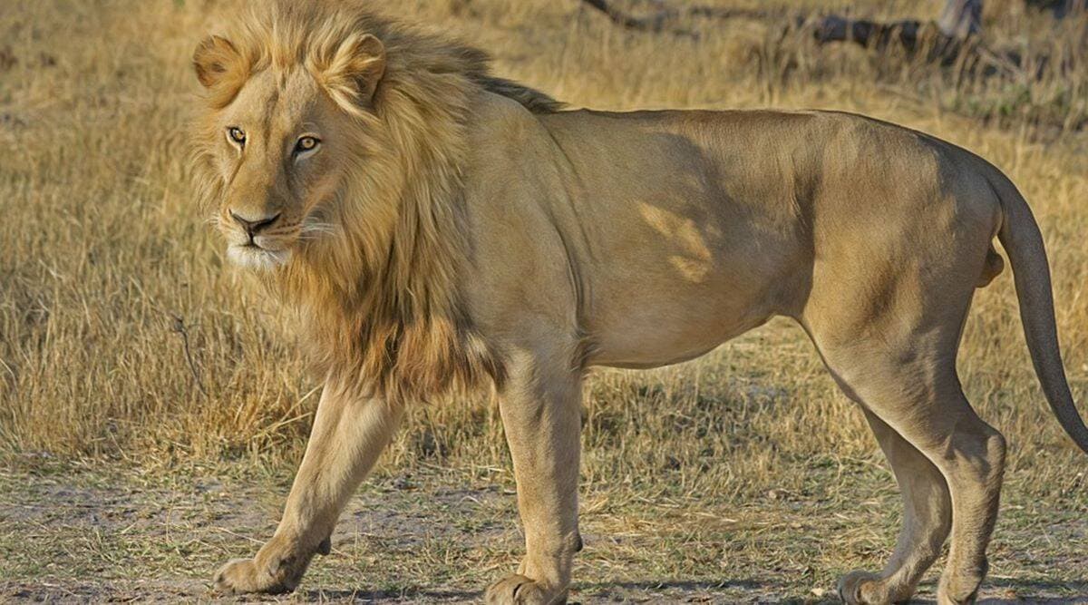 8-yr-old tribal girl killed in lion attack in Amreli | Cities News,The Indian Express 8-yr-old tribal girl killed in lion attack in Amreli | Cities News,The Indian Express