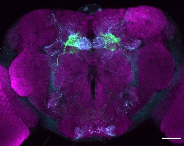 fruitfly brain