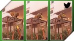 Monkey Runs Away Glasses viral video, monkey glasses viral video, monkey takes spectacles, trending, indian express, indian express news