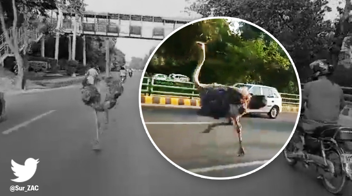 Lahore ostrich canal road viral video, Lahore ostrich dead, Lahore ostrich viral video, trending, indian express, indian express news