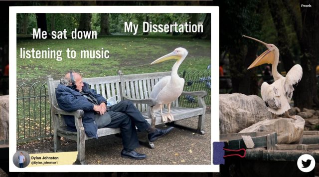 man vs wild memes, man vs bird, man vs pelican, man pelican memes, st james park london, st james park london pelicans, viral news, indian express