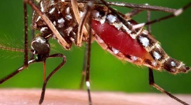 Delhi High Court, Dengue, dlehi dengue cases, delhi dengue latest news, garbage, delhi news, delhi latest news, india news, indian express