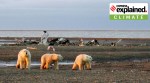 Climate change, Polar bears, Arctic warming, Arctic melt, Indian Express