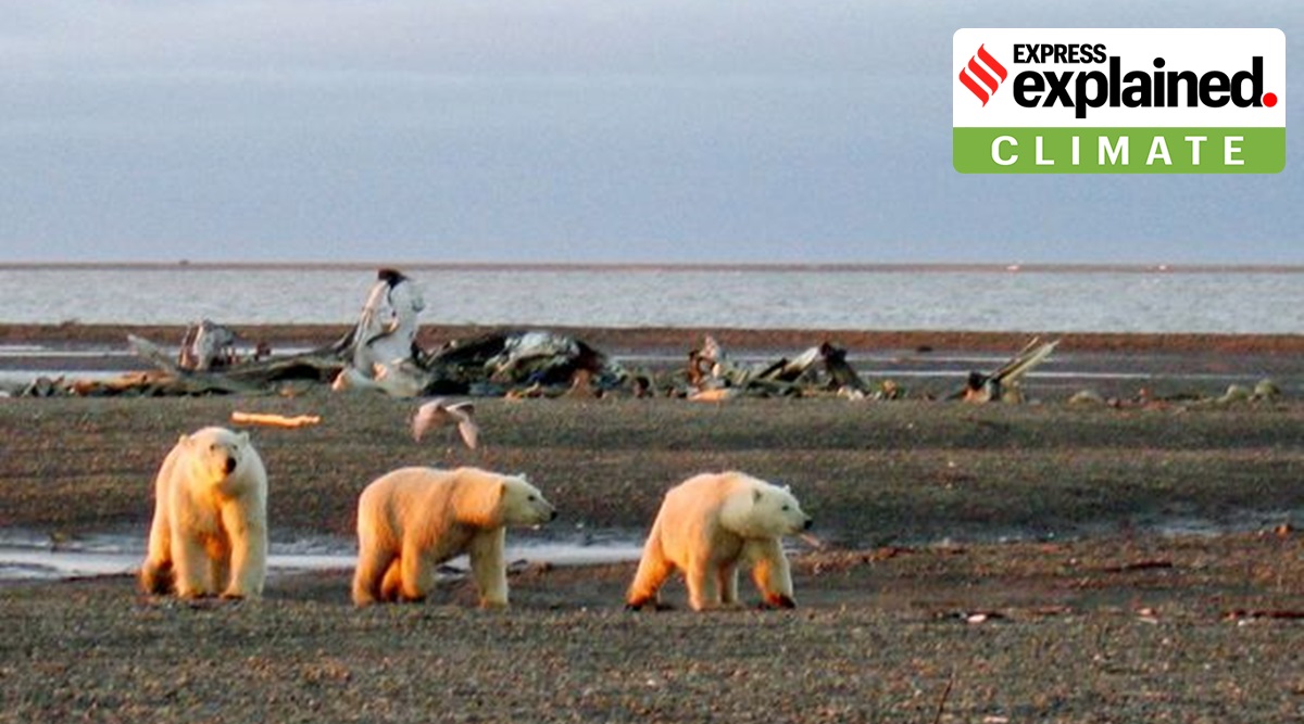 Climate change, Polar bears, Arctic warming, Arctic melt, Indian Express