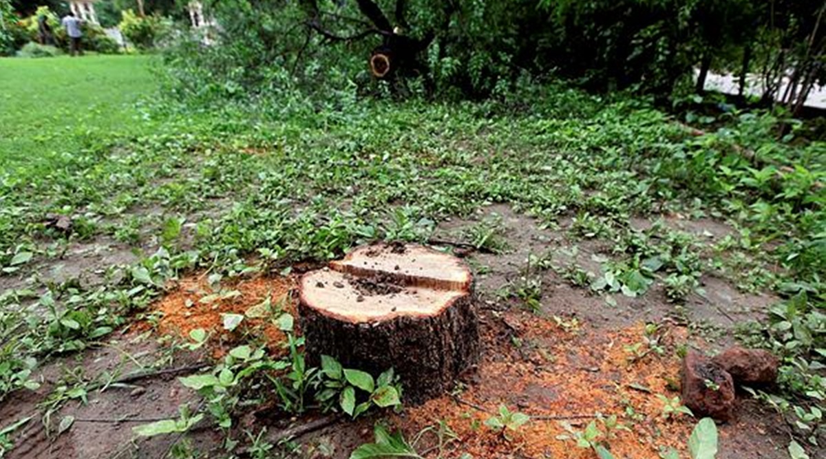 sandalwood trees, sandalwood, Pune, Pune news, Forest Park Society, Ahmednagar, Pune-Ahmednagar Road, robbery, trees