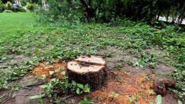 sandalwood trees, sandalwood, Pune, Pune news, Forest Park Society, Ahmednagar, Pune-Ahmednagar Road, robbery, trees