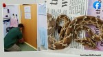 snake found in container ordered from india viral, snake, trending, snake, snake in a box, indian express, indian express news