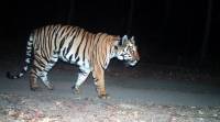 tiger-2-1 Nagpur, Nagpur tigers, Tiger poaching, Nagpur, Nagpur news, Indian express, Indian express news, Nagpur latest news