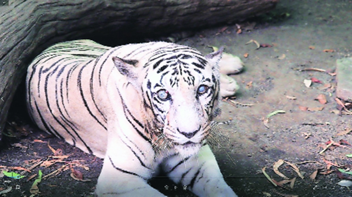 Royal Bengal tigress Priyadarshini dies of old age at Rajiv Gandhi zoo |  Pune news