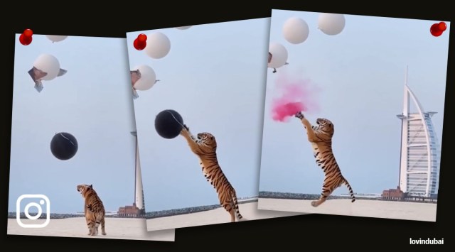 tiger used in gender reveal party viral video, Dubai couple tiger gender reveal party trending, indian express, indian express news