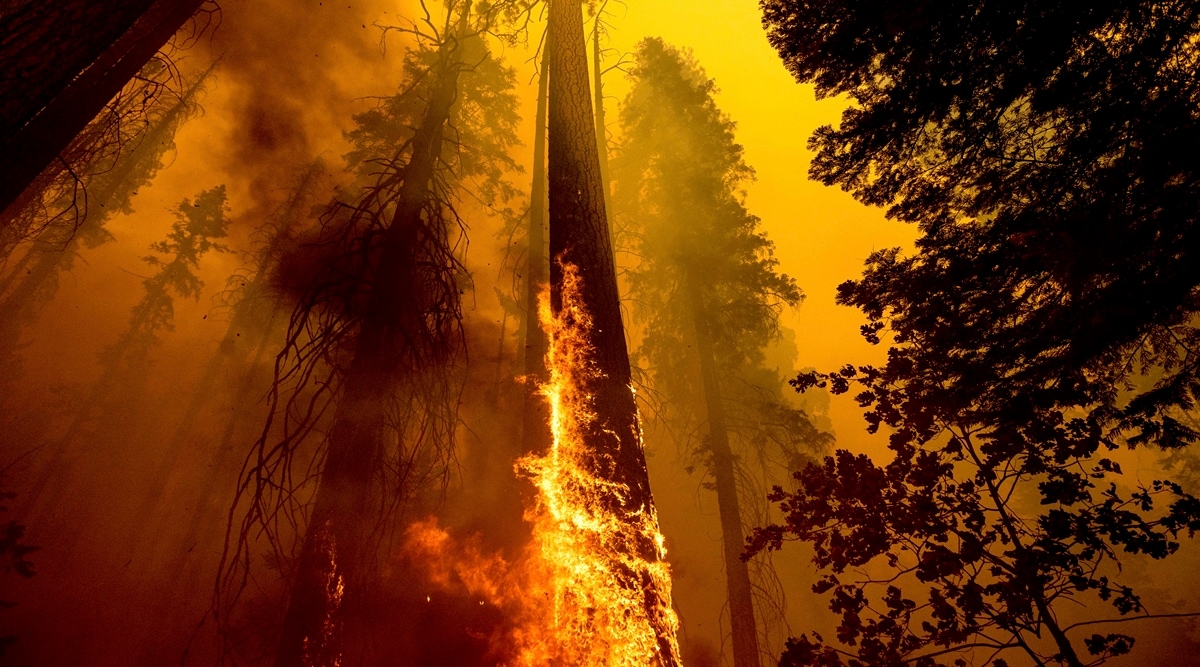 In this file photo, flames burn up a giant tree as part of the Windy Fire in the Trail of 100 Giants grove in Sequoia National Forest,  California. (AP)