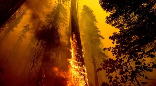 In this file photo, flames burn up a giant tree as part of the Windy Fire in the Trail of 100 Giants grove in Sequoia National Forest,  California. (AP)