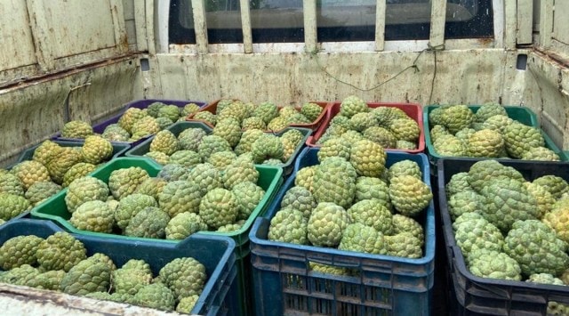Fruits