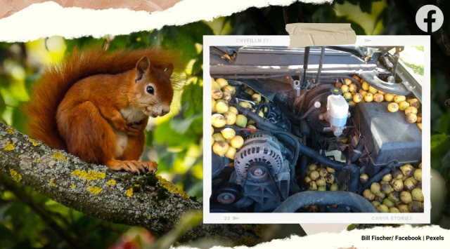 When Bill Fischer, a resident of Fargo in North Dakota, checked his parked pickup truck after returning home from a four-day trip, he had a surprise in store for him. When he opened the hood, he discovered scores of walnuts in every nook and corner around the engine!