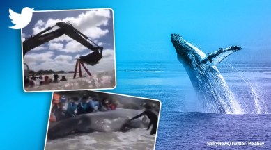 whale, humpback whale, whale rescue, humpback whale rescued Argentina, 7 ton whale rescued Argentina, indian express, indian express news, trending, trending news