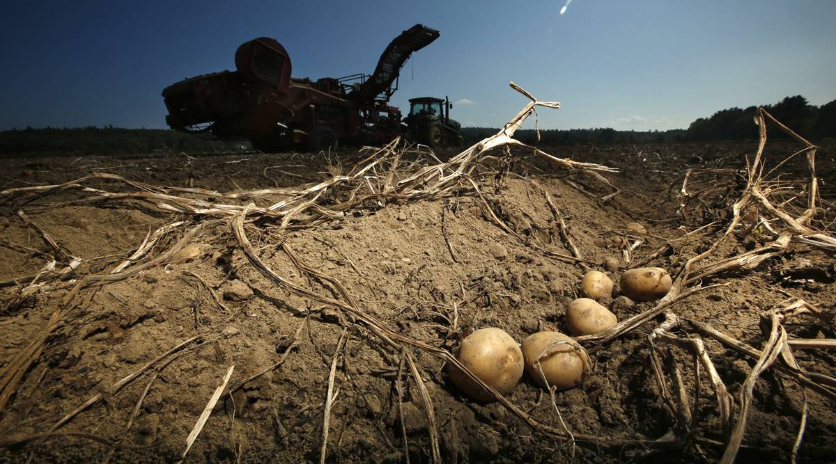 Researchers try producing potato resistant to climate change Technology News