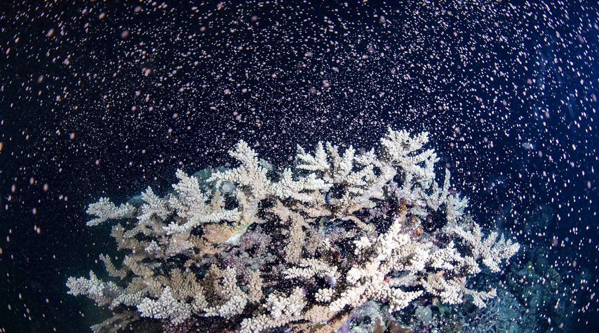 Australia Barrier Reef