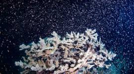 Australia Barrier Reef