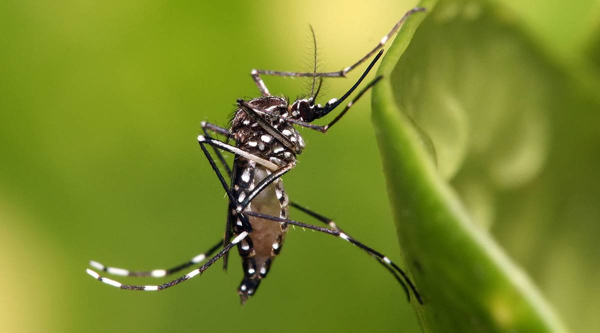 Indonesian researchers breed ‘good’ mosquitoes to combat dengue thumbnail