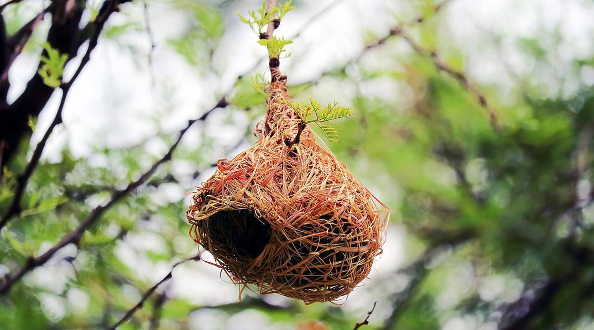 How do birds make their nests? | Technology News,The Indian Express