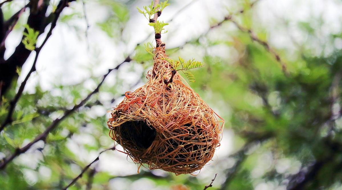 bird in the nest