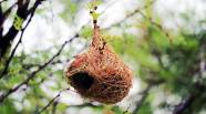 How Do Birds Make Their Nests Bromilows Florist