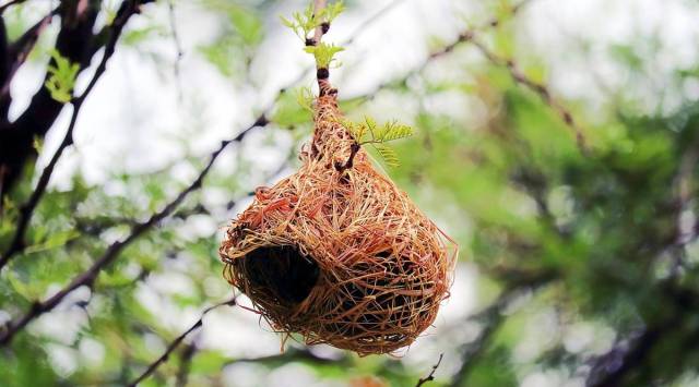 Weaver_Bird_Nest