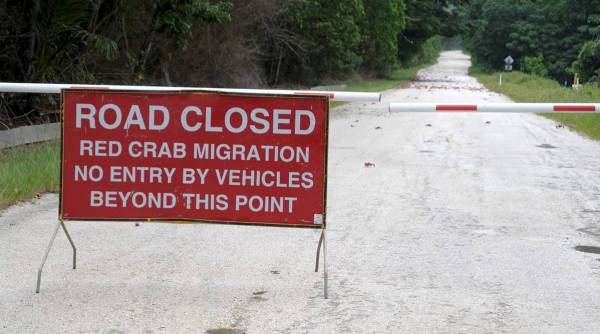 Crab migration