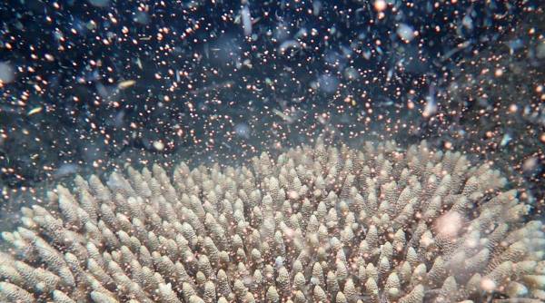 La barrera de coral de Australia explota en color a medida que se forman los corales