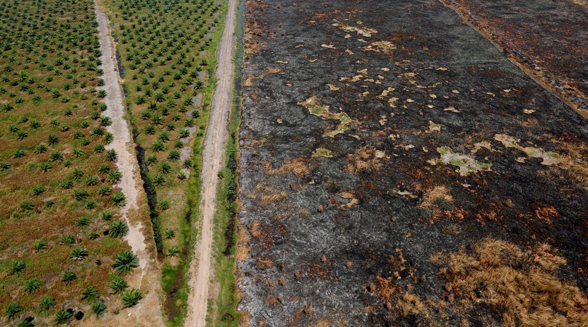 deforestation