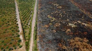 deforestation