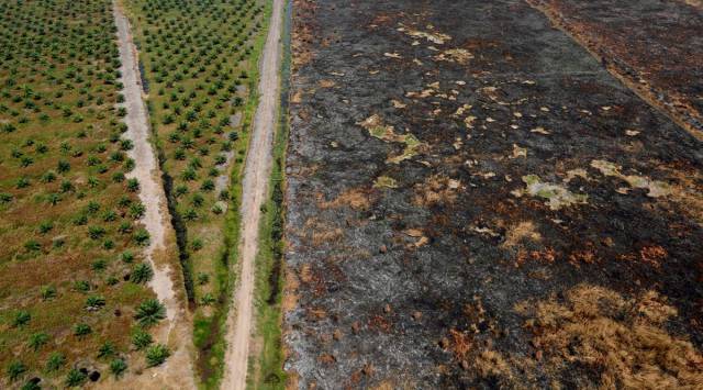 deforestation