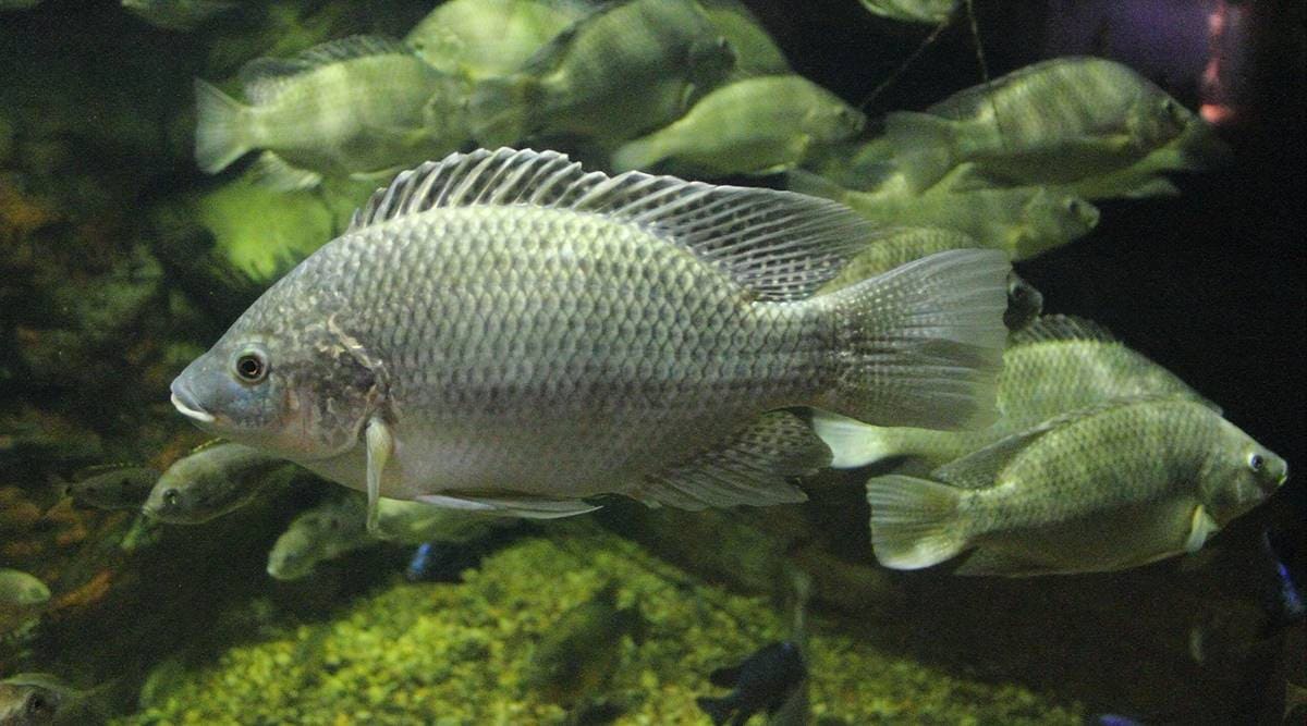 Oreochromis_mossambicus
