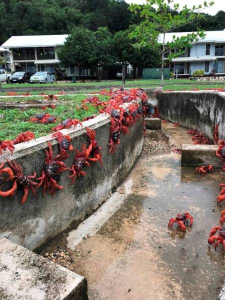 crab migration