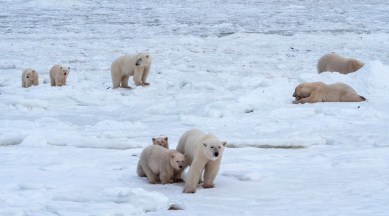 This 2020 photo provided by Polar Bears International shows polar bears in Churchill, Manitoba, Canada during migration. Arctic sea ice — frozen ocean water — shrinks during the summer as it gets warmer, then forms again in the long winter. How much it shrinks is where global warming kicks in, scientists say. The more the sea ice shrinks in the summer, the thinner the ice is overall, because the ice is weaker first-year ice. (AP)
