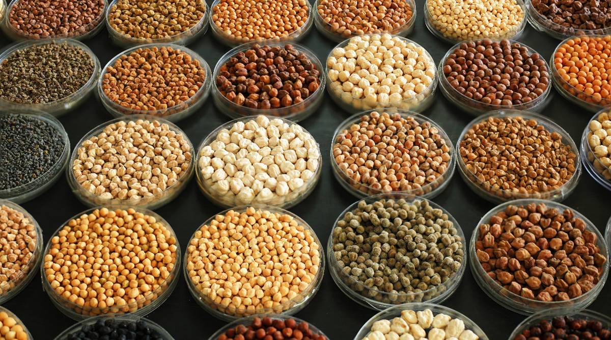Grown in more than 50 countries, chickpea is the world’s third-most cultivated legume. (ICRISAT)