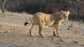 Telangana, Nehru Zoological Park, Lions, Byculla zoo, Gir National Park, uddhav thzckeray, Mumbai, Mumbai news, Indian express, Indian express news, Mumbai latest news