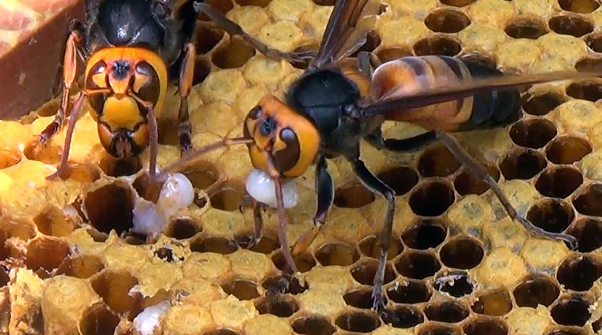Vespa soror hornets