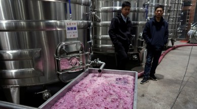 wine, chinese wine, winery, how to make wine