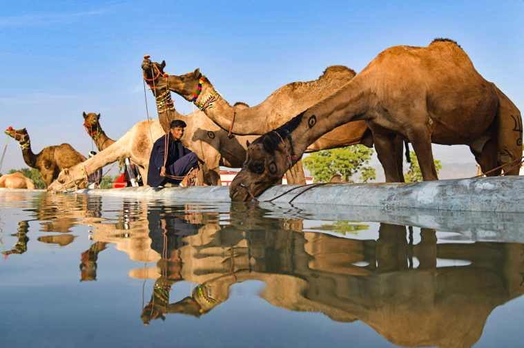 Rajasthan, Camel Law of Rajasthan, Camels of Rajasthan, Pushkar Fair, camels in Pushkar, Indian Express