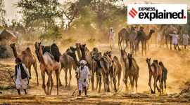 Rajasthan, Rajasthan camel law, Rajasthan camels, Pushkar fair, Camels in Pushkar, Indian Express