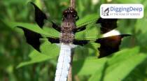 Hotter climates causing male dragonflies to lose wing colour: Study