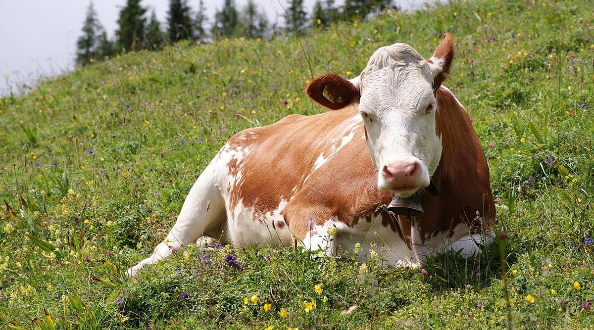 Cow and methane
