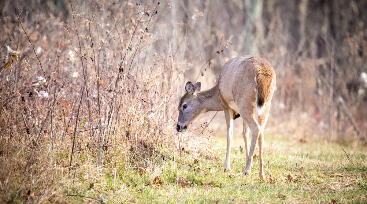 White-tailed deer (Source: Wikimedia Commons)