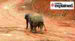 Assam, Assam human elephant conflict, Assam elephant radio collaring, Assam news, Indian Express